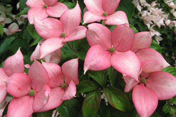 Rosy Teacups Dogwood