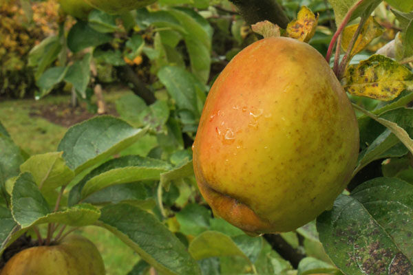 Roxbury Russet Apple Tree