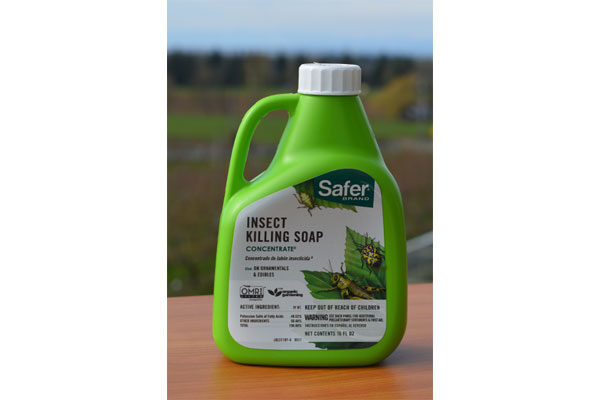 Safer Soap Concentrate