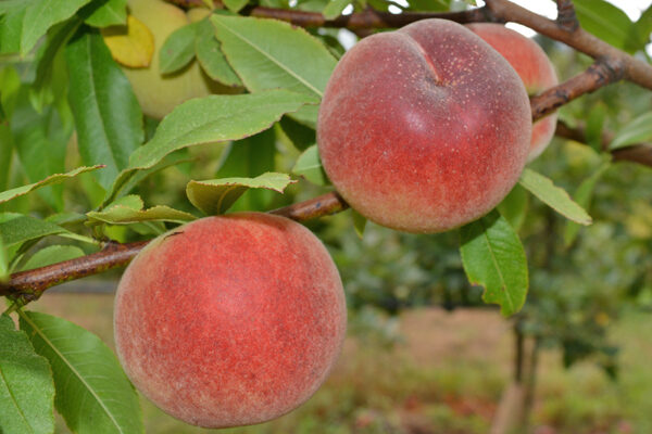 Salish Summer Peach