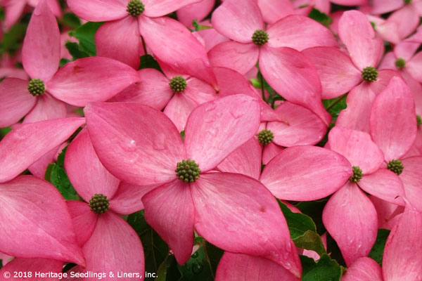 Scarlet Fire Chinese Dogwood