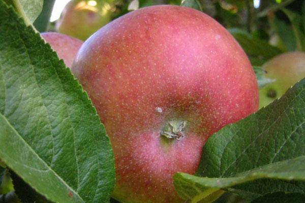 Cosmic Crisp® Apple Tree  Cloud Mountain Farm Center & Nursery