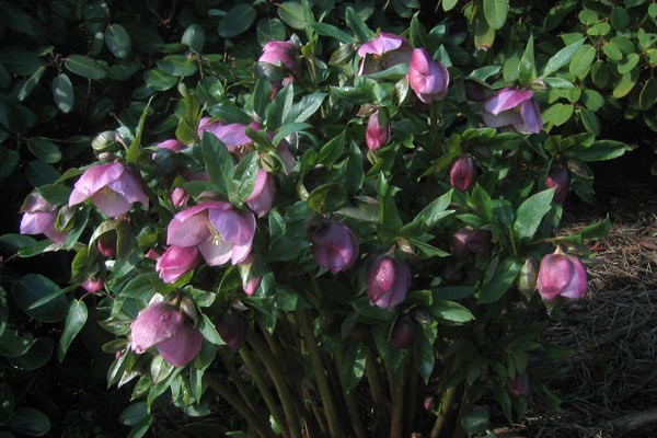 Seedling Hellebore