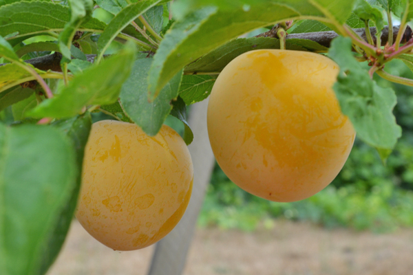 Shiro Japanese Plum