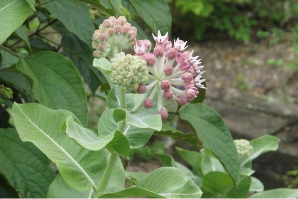 Showy Milkweed