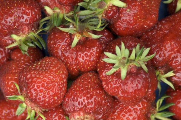 Shuksan Strawberry