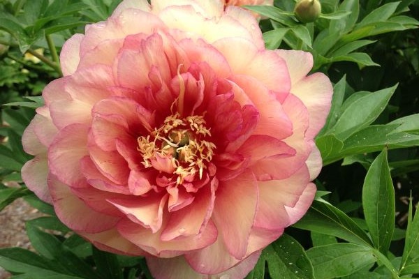 Simply Scrumptious™ Itoh Peony