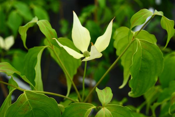 Snow Tower Chinese Dogwood