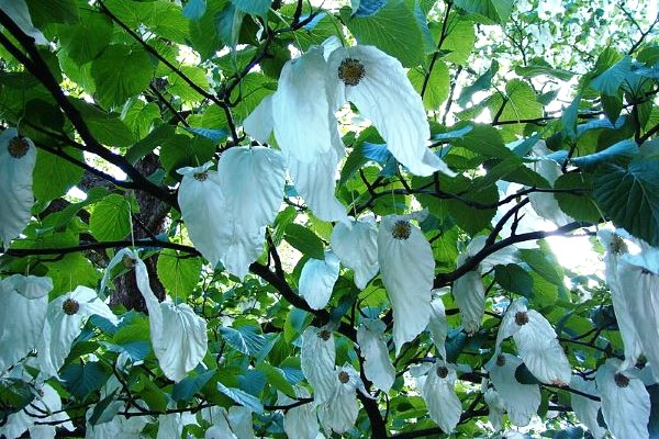 Sonoma Dove Tree