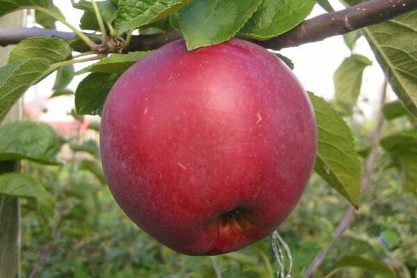 Spartan Apple Tree