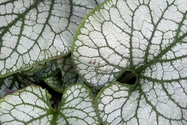 Sterling Silver Brunnera