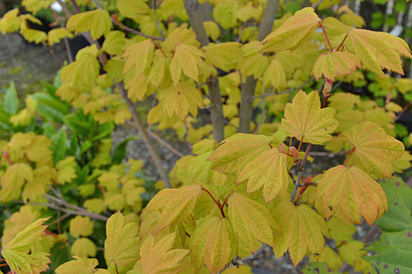 Sunny Sister Vine Maple