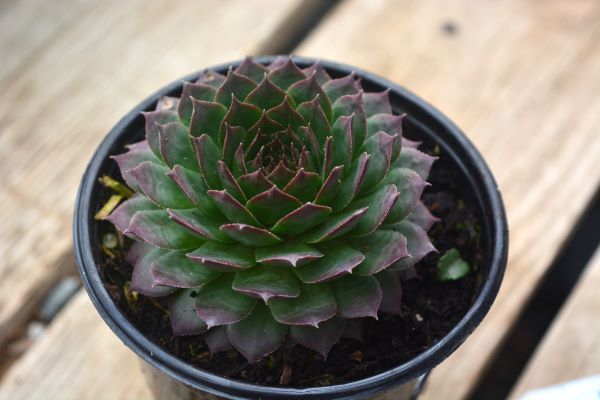 Sunset Hens & Chicks