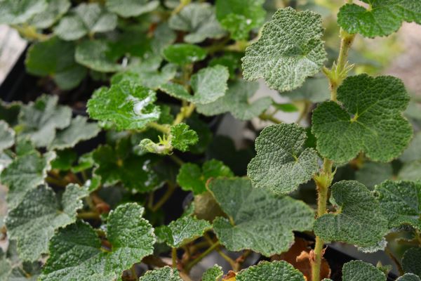 Taiwan Creeping Bramble