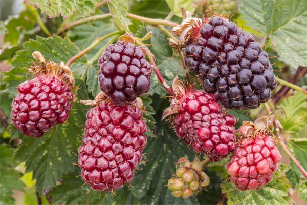 Thornless Boysenberry