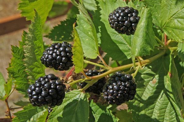 Thornless Triple CrownBlkberry