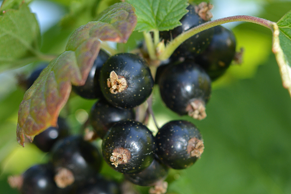 Tiben Black Currant