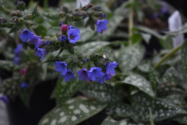 Trevi Fountain Lungwort