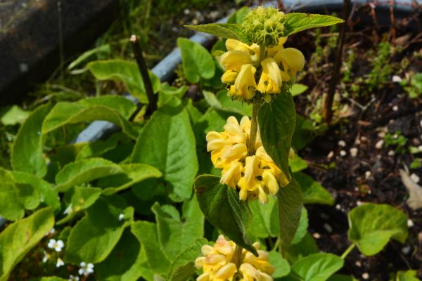 Turkish Sage