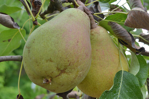 Bosc Pears On Green – JacquelineCornette