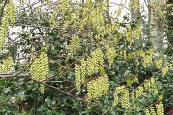 Variegated Stachyurus