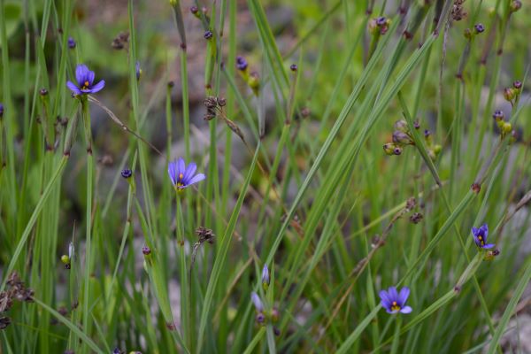 Western Blue Eyed Grass