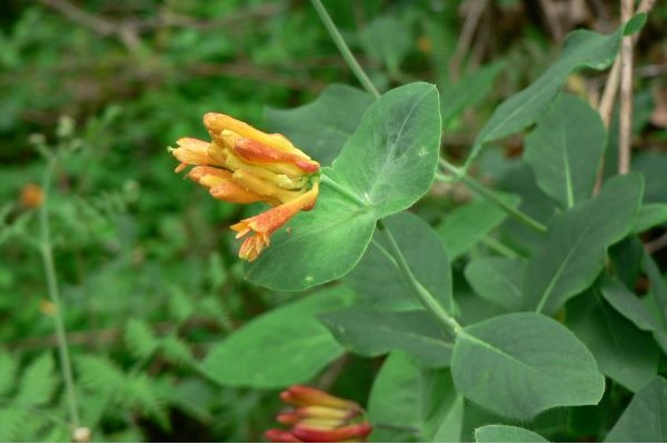 Western Trumpet Honeysuckle