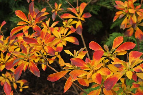 White Enkianthus