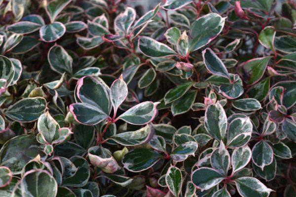 Winter Splash™ Wintergreen