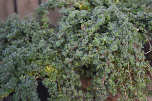 Woolly Thyme