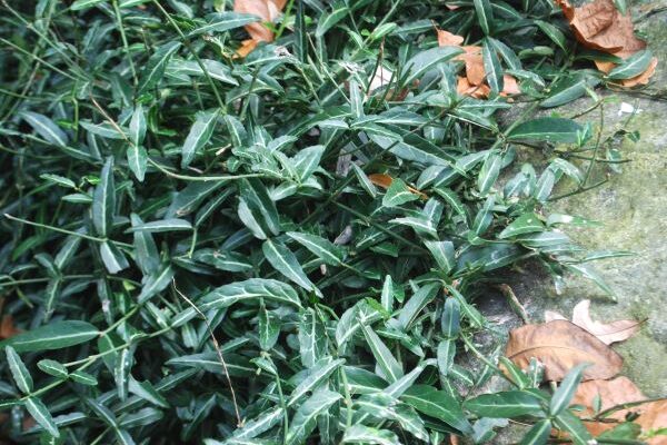 Woolong Ghost Wintercreeper