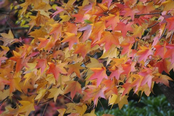 Worplesdon Sweetgum