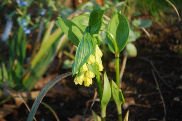 Yellow Fairy Bells