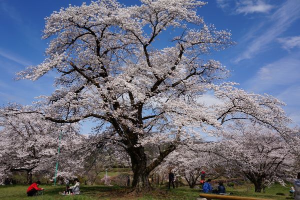 Yoshino Flowering Cherry