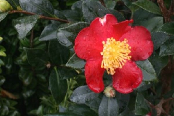 Yuletide Camellia