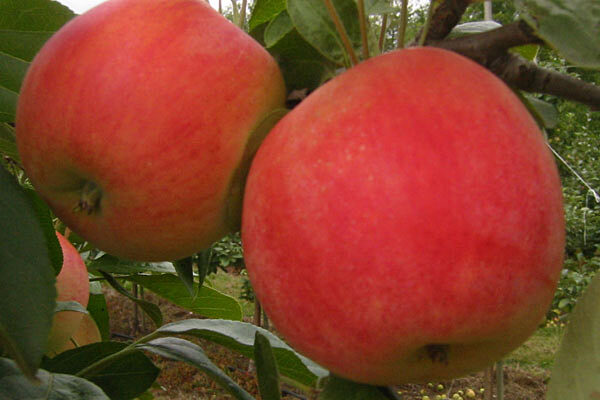 Honeycrisp Apple Tree  Cloud Mountain Farm Center & Nursery